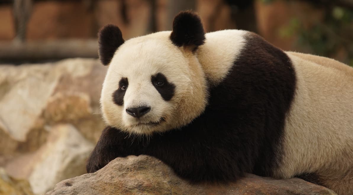 ZooParc de Beauval