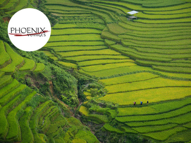Phoenix Voyages Group Vietnam
