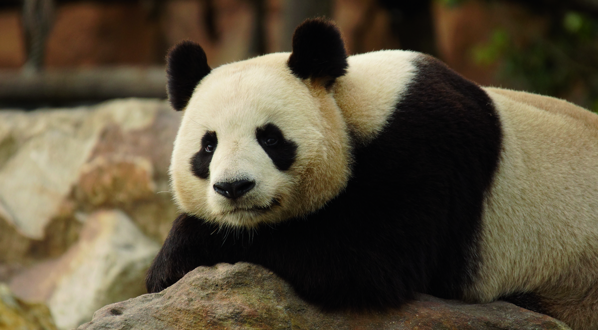 ZooParc de Beauval